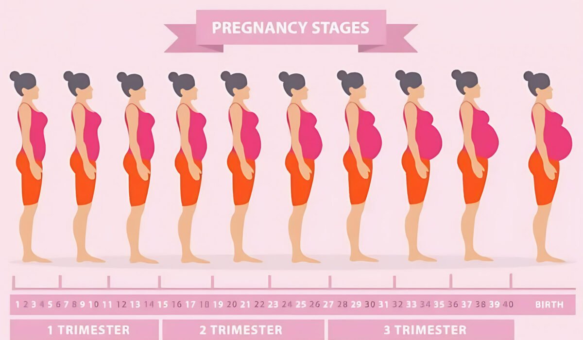 Pregnancy – Week by Week